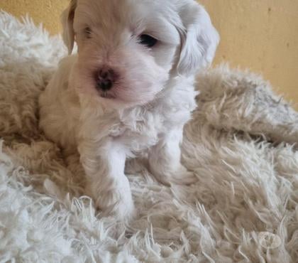 Perros en Venta Pudahuel Santiago - Fotos de Bello machito bichon maltes americano