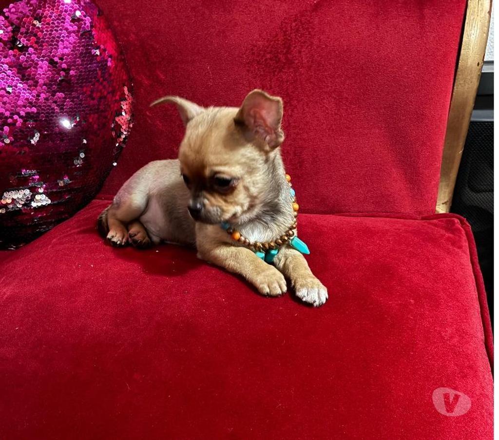 Gatos en Venta Santiago Maipú - Fotos de Chihuahua miniatura hijo de padres inscritos