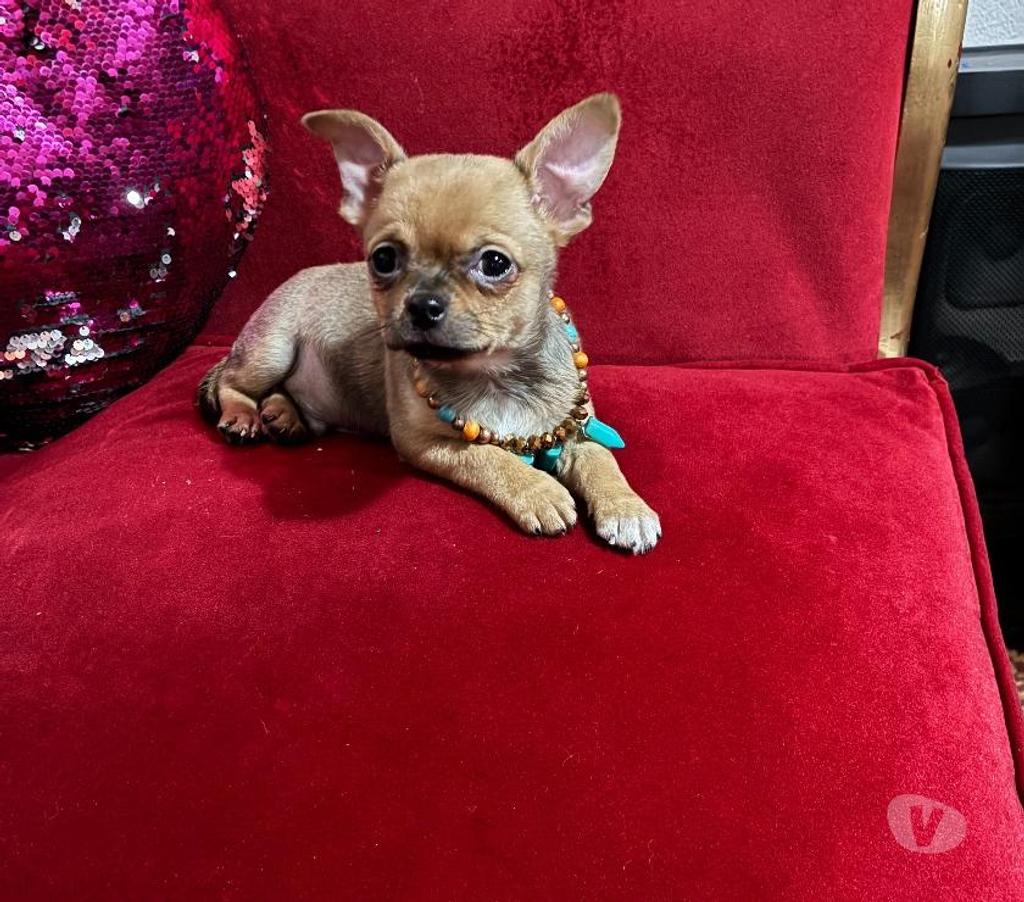 Gatos en Venta Santiago Maipú - Fotos de Chihuahua miniatura hijo de padres inscritos