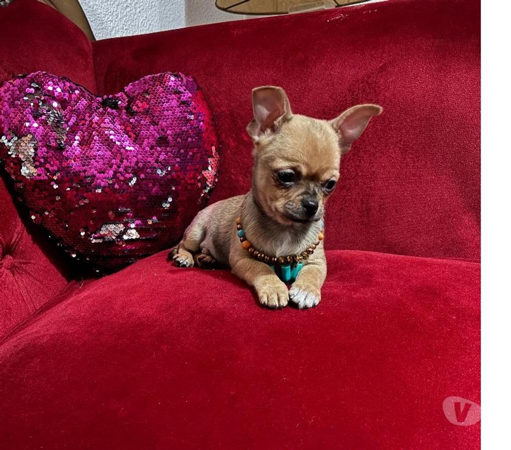 Gatos en Venta Santiago Maipú - Fotos de Chihuahua miniatura hijo de padres inscritos