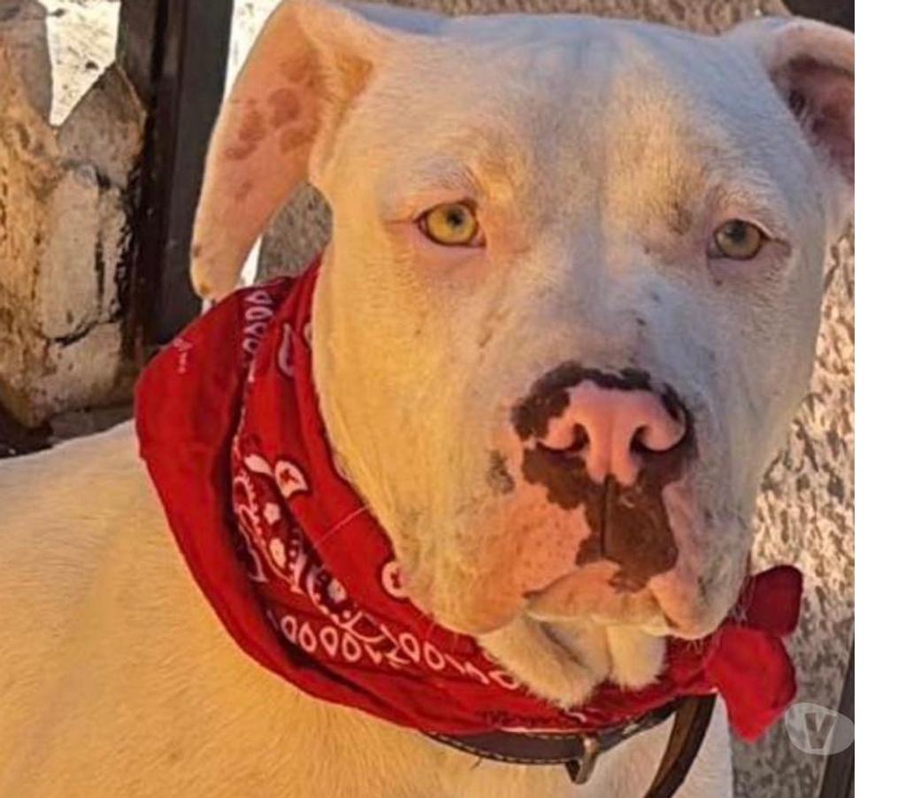 Gatos en Venta Santiago La Florida - Fotos de Cachorro Pitbull en venta