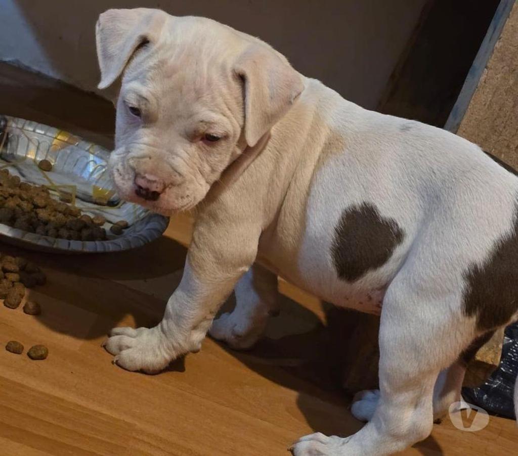 Gatos en Venta Santiago La Florida - Fotos de Cachorro Pitbull en venta