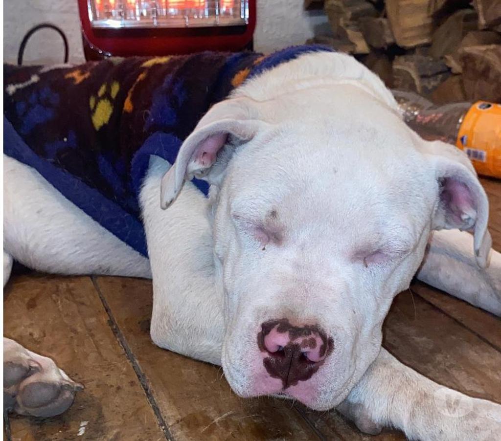 Gatos en Venta Santiago La Florida - Fotos de Cachorro Pitbull en venta