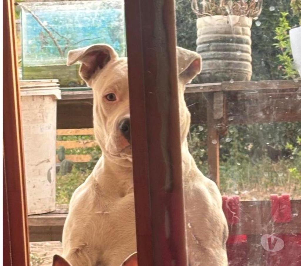 Gatos en Venta Santiago La Florida - Fotos de Cachorro Pitbull en venta