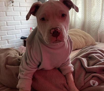 Perros en Venta La Florida Santiago - Fotos de Cachorro Pitbull en venta