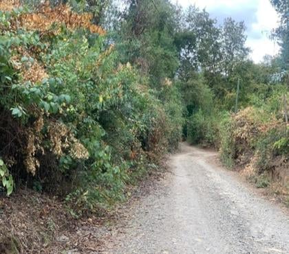 Campos en Venta San Clemente Talca - Fotos de Parcela en Vilches Alto de 5.000m2 Séptima Región