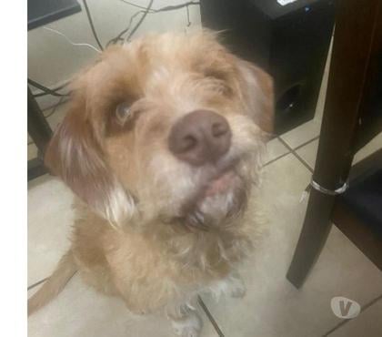 Adopción ed Animales Lampa Chacabuco - Fotos de Se dan en adopción 2 perritas