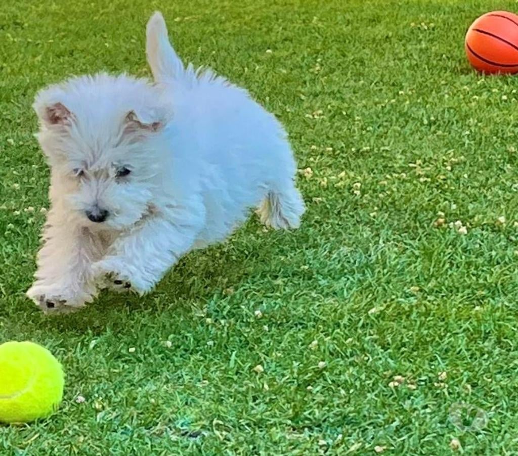 Gatos en Venta Quillota Quillota - Fotos de WESTY ..Westi .Westie INSRITOS k c c oferta