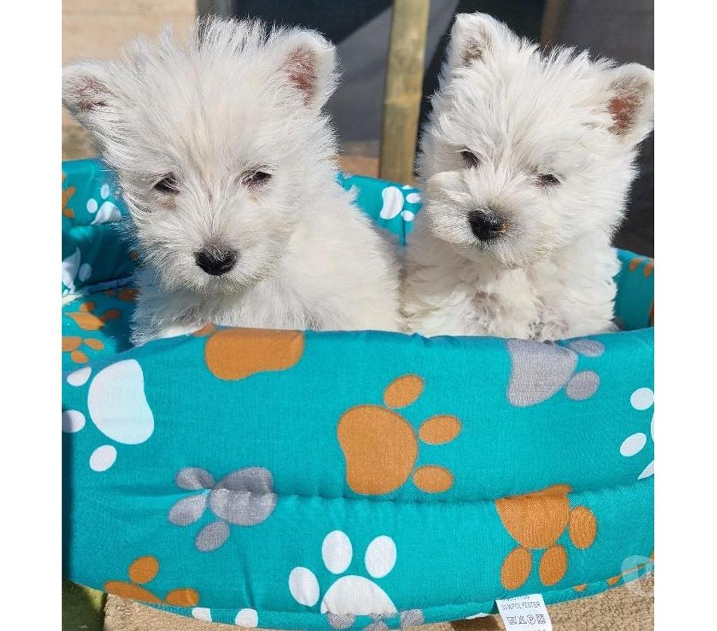 Gatos en Venta Quillota Quillota - Fotos de WESTY ..Westi .Westie INSRITOS k c c oferta