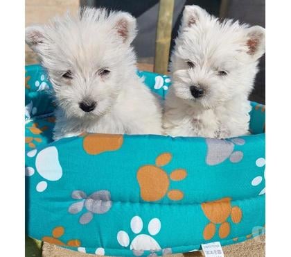 Perros en Venta Quillota Quillota - Fotos de WESTY ..Westi .Westie INSRITOS k c c oferta