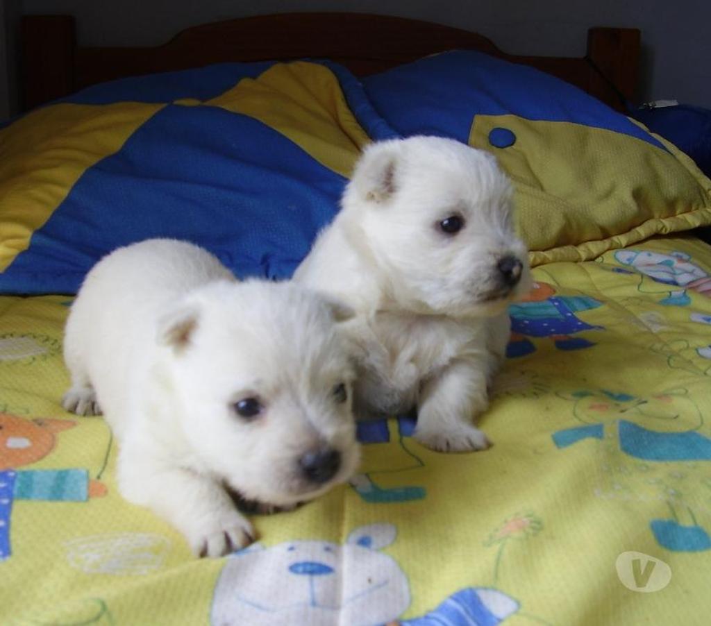 Gatos en Venta Quillota Quillota - Fotos de WEST HIGHLAND WHITE inscritos KCC O F E R T A disponibles