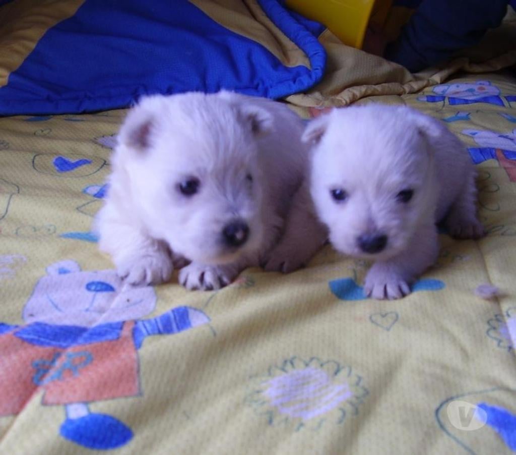 Gatos en Venta Quillota Quillota - Fotos de WEST HIGHLAND WHITE inscritos KCC O F E R T A disponibles