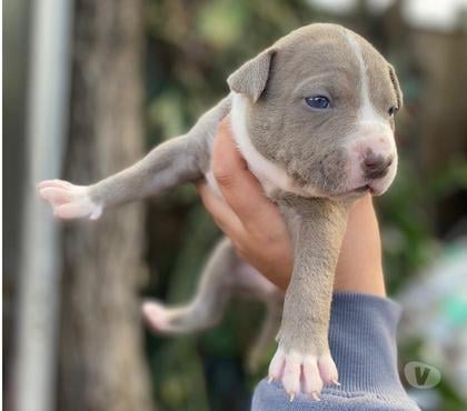 Mascotas en Venta Curacav Melipilla - Fotos de Cachorros Pitbull 🐶