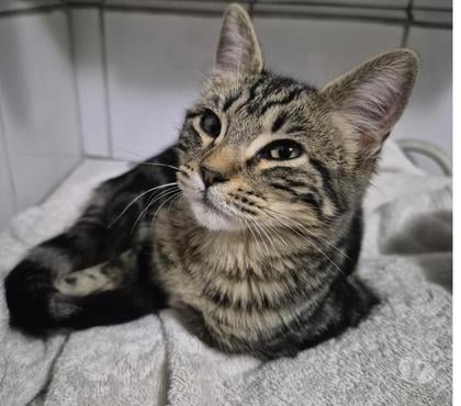 Adopción de Gatos Cerro Navia Santiago - Fotos de Gatita busca familia