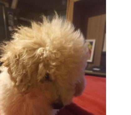 Mascotas en Venta Antofagasta Antofagasta - Fotos de Raza poodle tierno