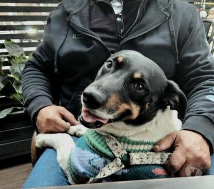 Mascotas Adopción Providencia Santiago - Fotos de Washington un compañero ideal
