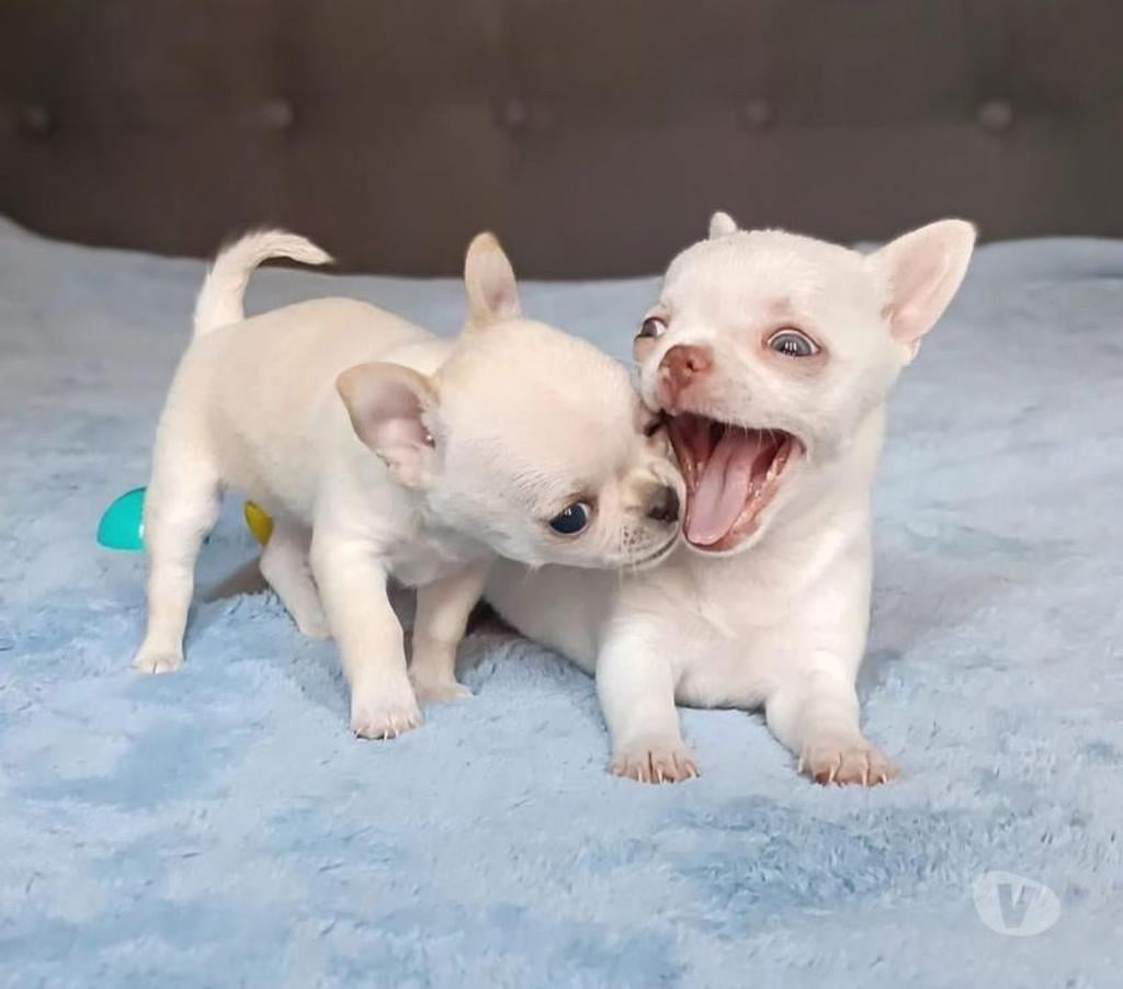 Gatos en Venta Santiago La Reina - Fotos de Cachorros Chihuahua Mini 952118890