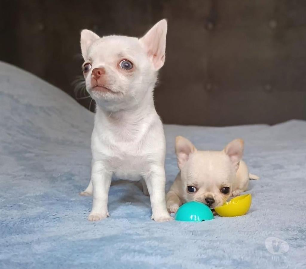 Gatos en Venta Santiago La Reina - Fotos de Cachorros Chihuahua Mini 952118890