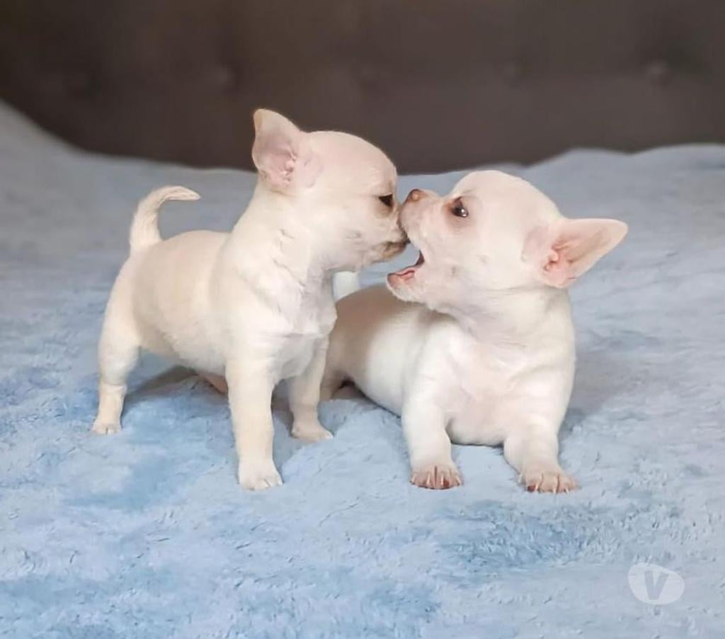 Gatos en Venta Santiago La Reina - Fotos de Cachorros Chihuahua Mini 952118890