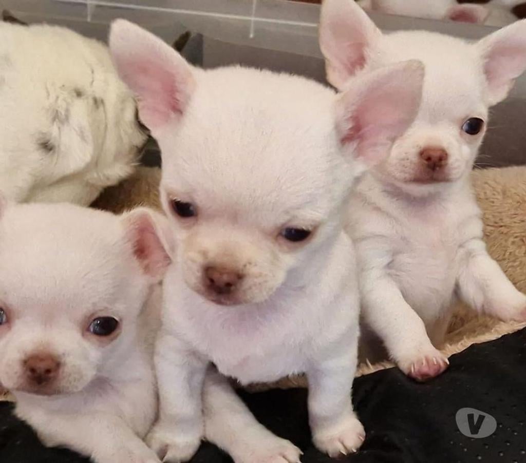 Gatos en Venta Santiago La Reina - Fotos de Cachorros Chihuahua Mini 952118890