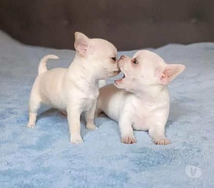 Perros en Venta La Reina Santiago - Fotos de Cachorros Chihuahua Mini 952118890