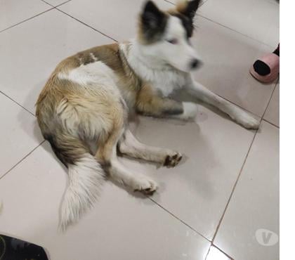 Adopción de Perros Buin Maipo - Fotos de Busca un buen hogar donde lo cuiden y reciba mucho amor