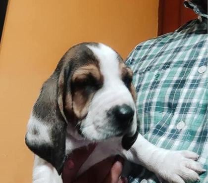Mascotas en Chile Concepción Concepción - Fotos de Pequeños Basset hound