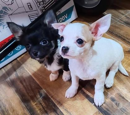 Perros en Venta Concepción Concepción - Fotos de Chihuahua pelo largo y pelo corto