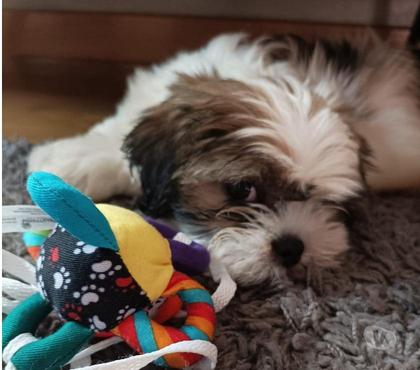 Gatos en Venta Concepción Concepción - Fotos de Shih tzu encantadores