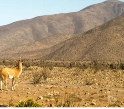 Terrenos en Venta La Higuera Elqui - Fotos de Terreno en Punta de Choros, oportunidad única