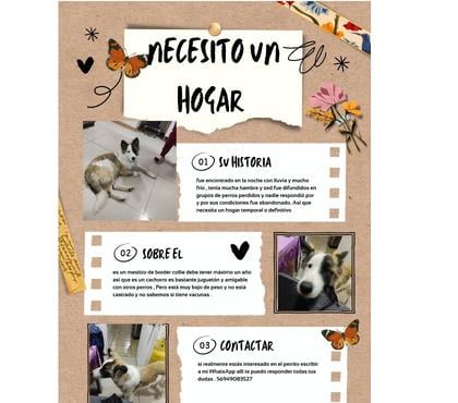 Adopción de Perros Buin Maipo - Fotos de Se busca hogar para un perrito abandonado