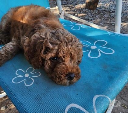 Gatos en Venta Temuco Cautín - Fotos de Lindos Poodle enanos