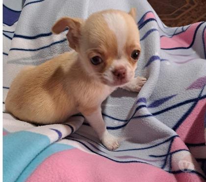 Mascotas en Venta San Bernardo Maipo - Fotos de Chihuahua macho pelo corto cabeza de manzana