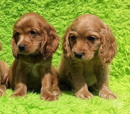 Mascotas en Chile Temuco Cautín - Fotos de Cocker imperdibles