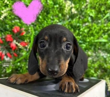 Gatos en Venta Temuco Cautín - Fotos de Daschund negros bellos