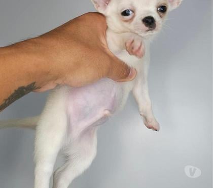 Mascotas en Venta Temuco Cautín - Fotos de Cachorros chihuahuas