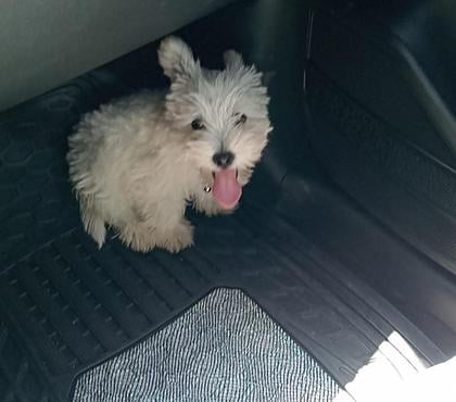 Venta de Mascotas Temuco Cautín - Fotos de Lindos westy hembras y machos