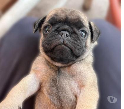 Mascotas en Chile Temuco Cautín - Fotos de Cachorros pug lindos