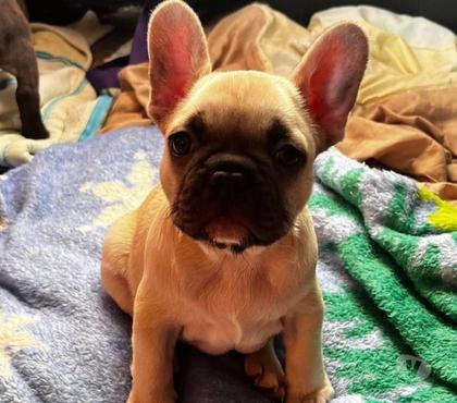 Venta de Mascotas Temuco Cautín - Fotos de Cachorros Bulldog francés