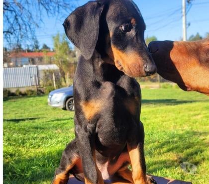 Perros en Venta Melipilla Melipilla - Fotos de Cachorros Doberman
