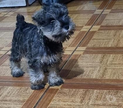 Venta de Mascotas Colina Chacabuco - Fotos de Cachorros schnauzer miniatura