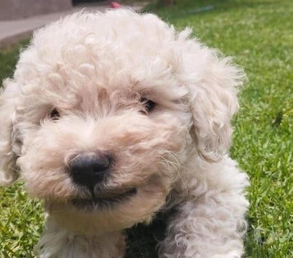 Mascotas en Venta Santiago Santiago - Fotos de Cachorros Poodle toy