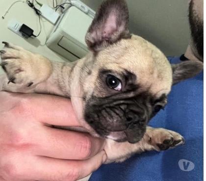 Perros en Venta Santiago Santiago - Fotos de Disponibles cachorros Bulldog Francés