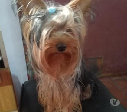 Perros en Venta El Bosque Santiago - Fotos de Yorkshire hembra 1 año 6 meses