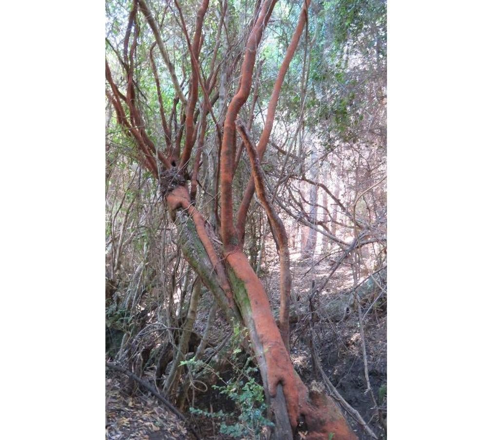 Parcelas en Venta Ñuble Cobquecura - Fotos de VALLE DE PULLAY