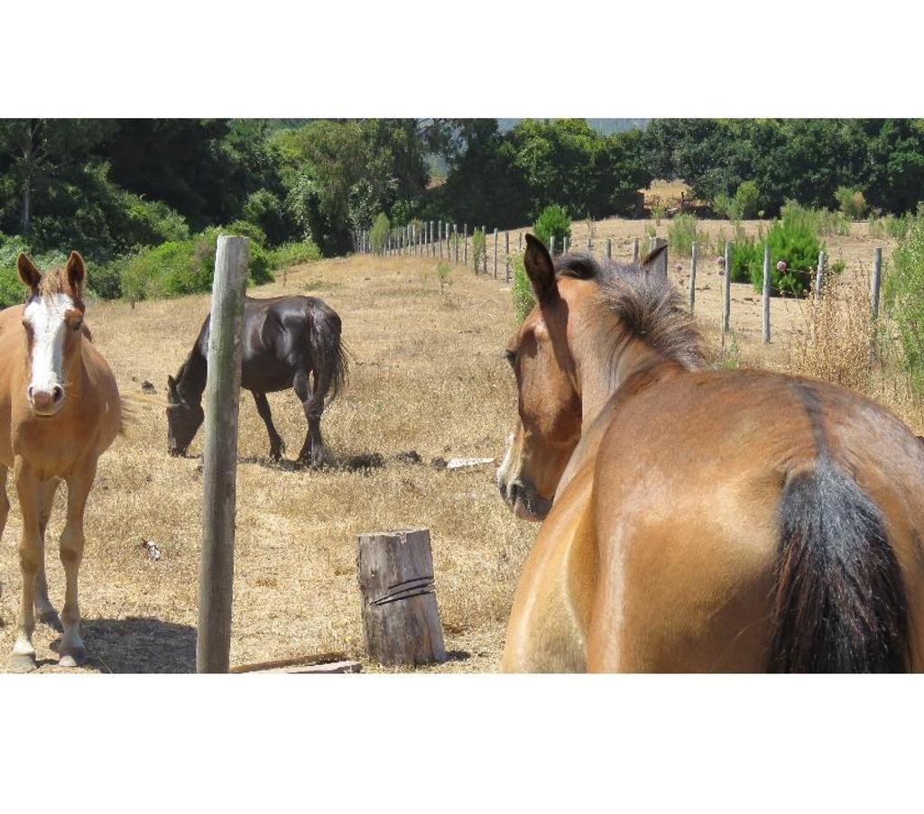 Parcelas en Venta Ñuble Cobquecura - Fotos de VALLE DE PULLAY
