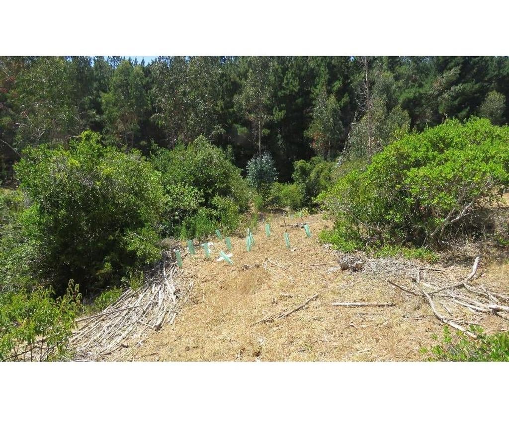 Parcelas en Venta Ñuble Cobquecura - Fotos de VALLE DE PULLAY