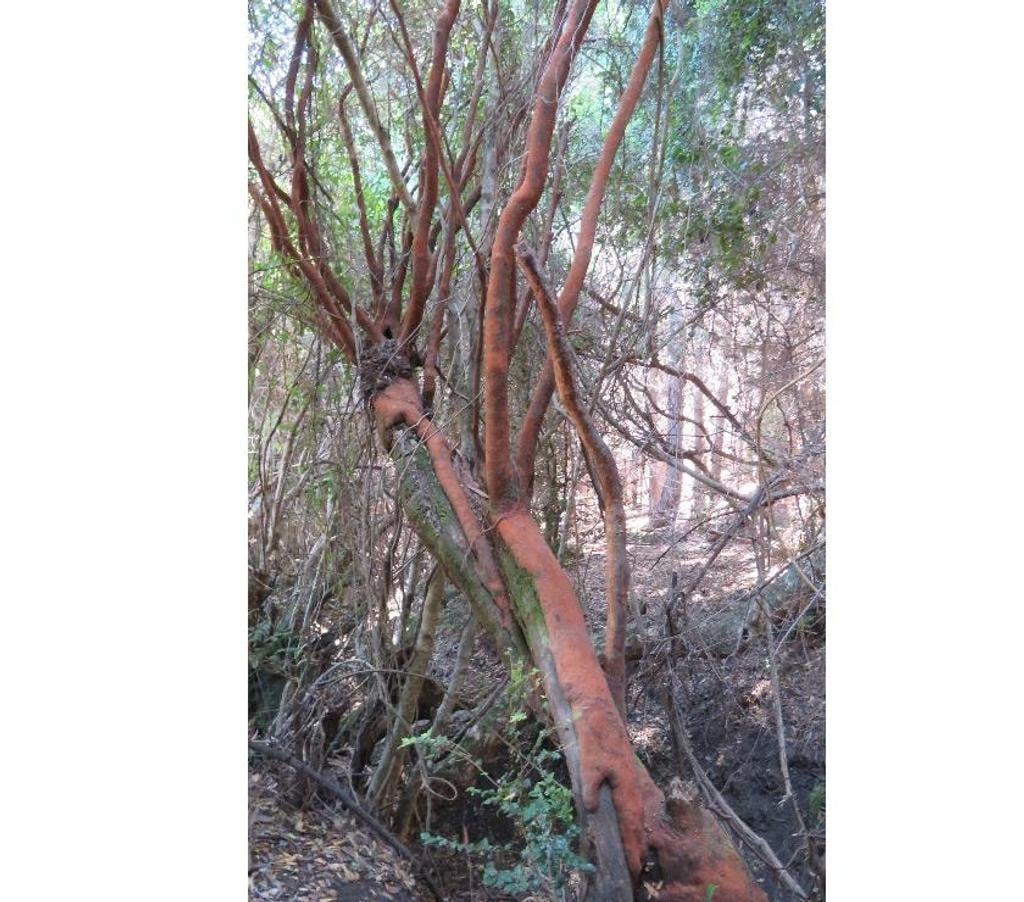 Parcelas en Venta Ñuble Cobquecura - Fotos de VALLE DE PULLAY