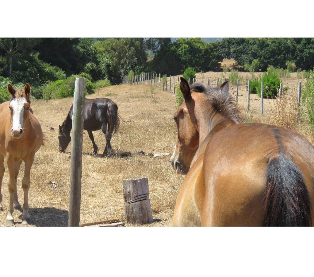 Parcelas en Venta Ñuble Cobquecura - Fotos de VALLE DE PULLAY