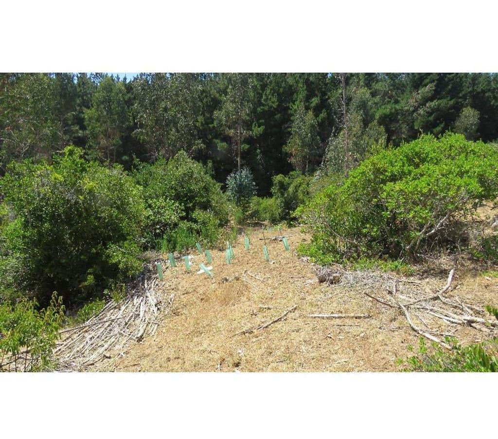 Parcelas en Venta Ñuble Cobquecura - Fotos de VALLE DE PULLAY